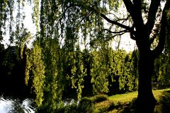 photo 0074